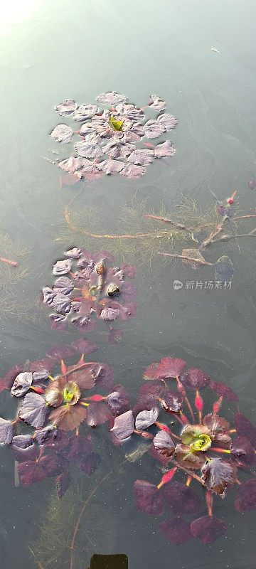 荷花，池塘，湖泊，自然，花，İğneada, Kırklareli，土耳其